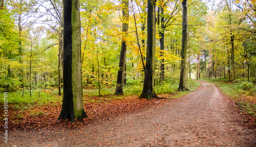 Fototapeta Naklejka Na Ścianę i Meble -   Ein Herbsttag im Wald.