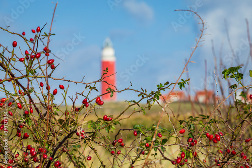 Red rose hips with scenic view of Lighthouse at Waddenisland Texel, North Holland, Netherlands photo