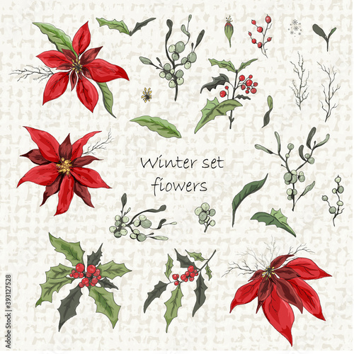 Set of winter flowers (poinsettia, white mistletoe, Holly) isolated . realistic hand-drawn doodles, colorful ornaments, decorations for seasonal cards, posters, advertising. Vintage style