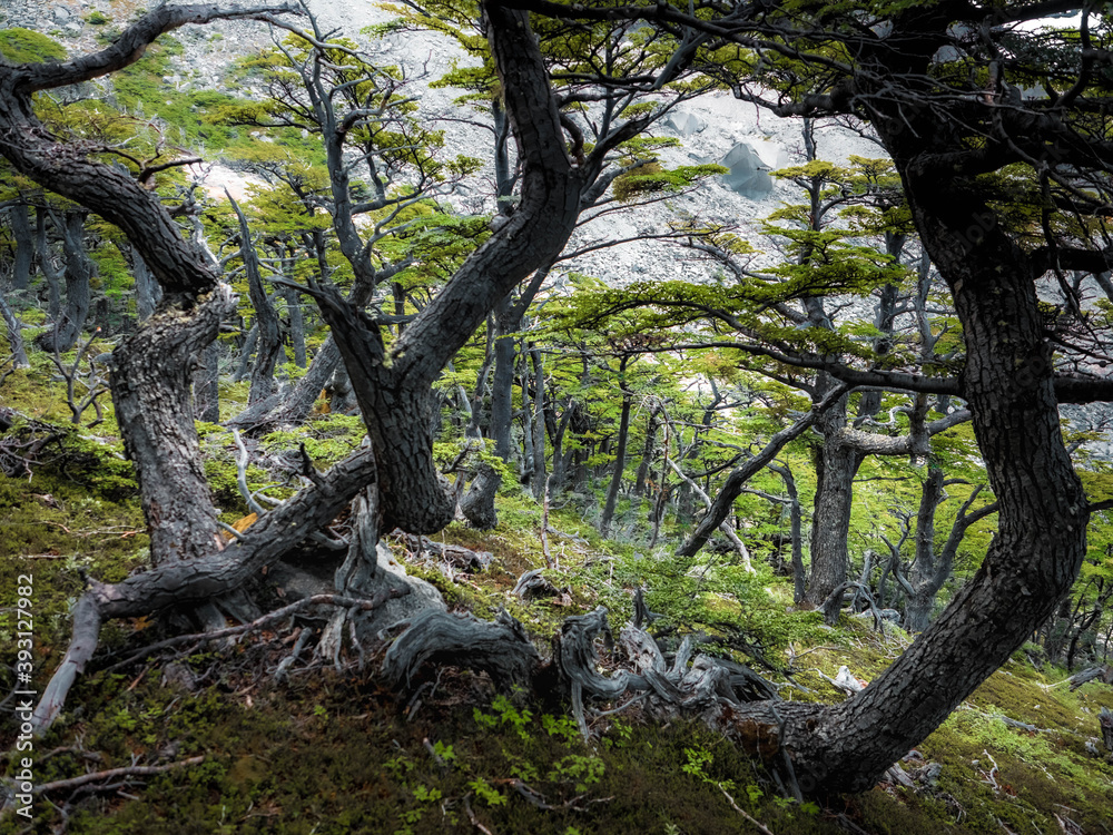 tree in the forest