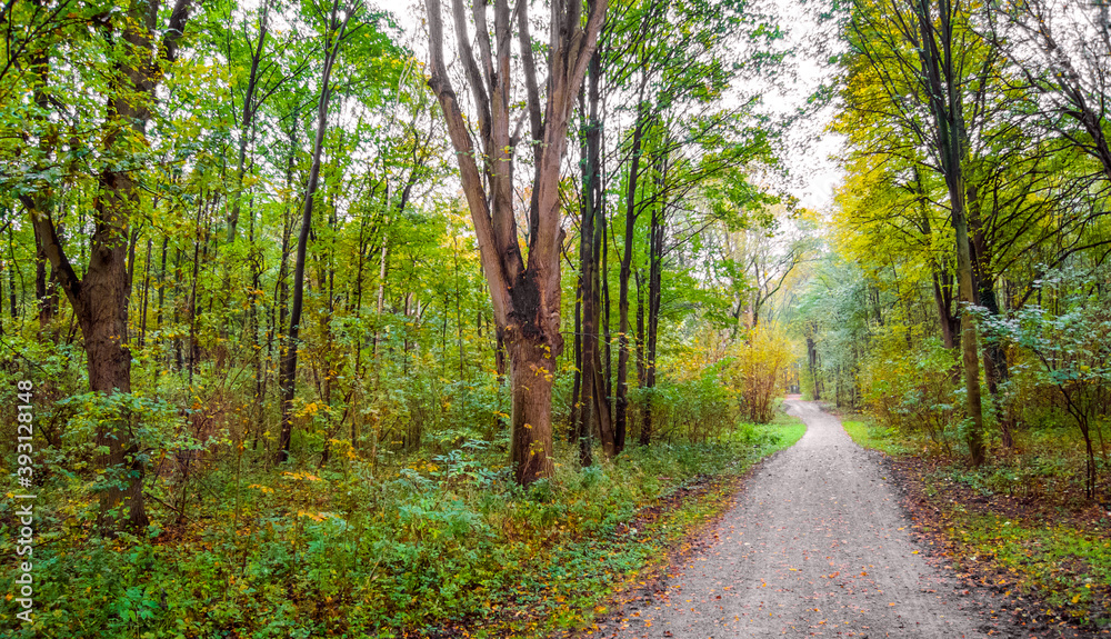 Fototapeta premium Ein Herbsttag im Wald.