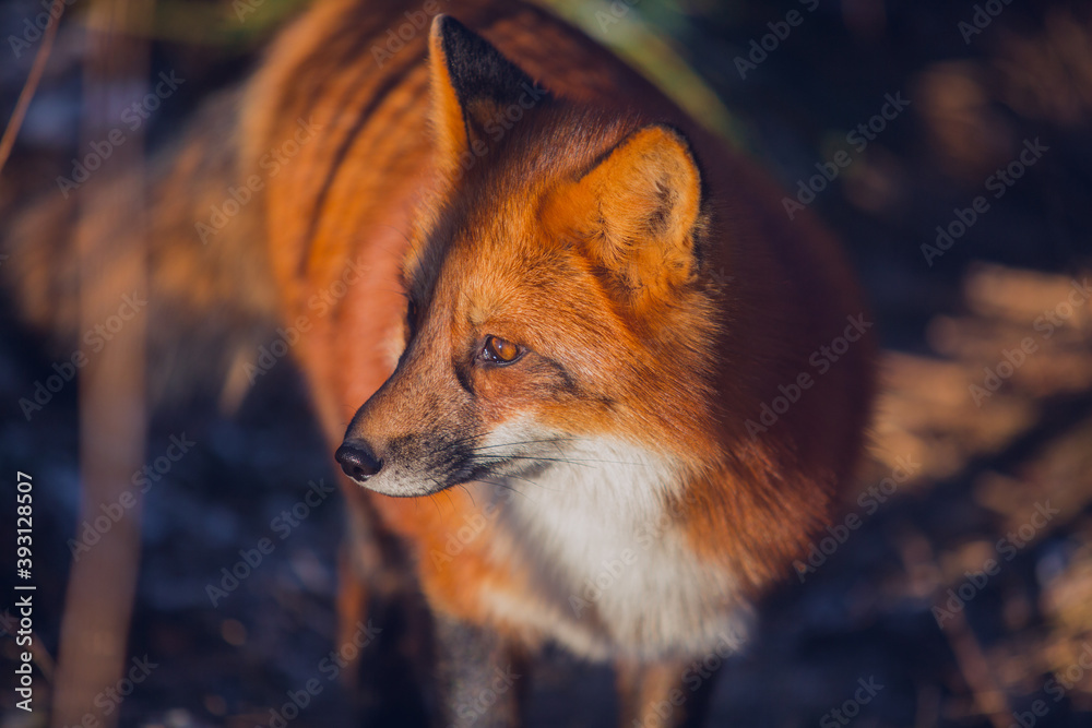 Fototapeta premium Beautiful red fox in November close-up in nature