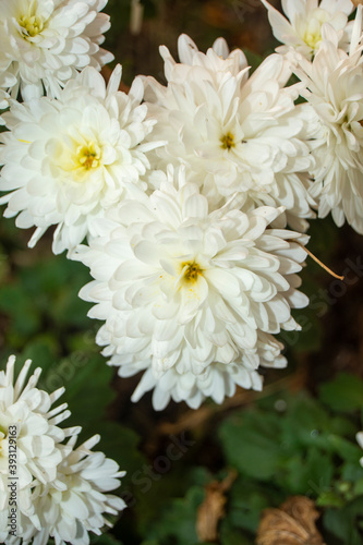 Flores de jard  n blancas