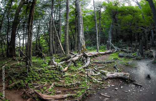 tree in the woods