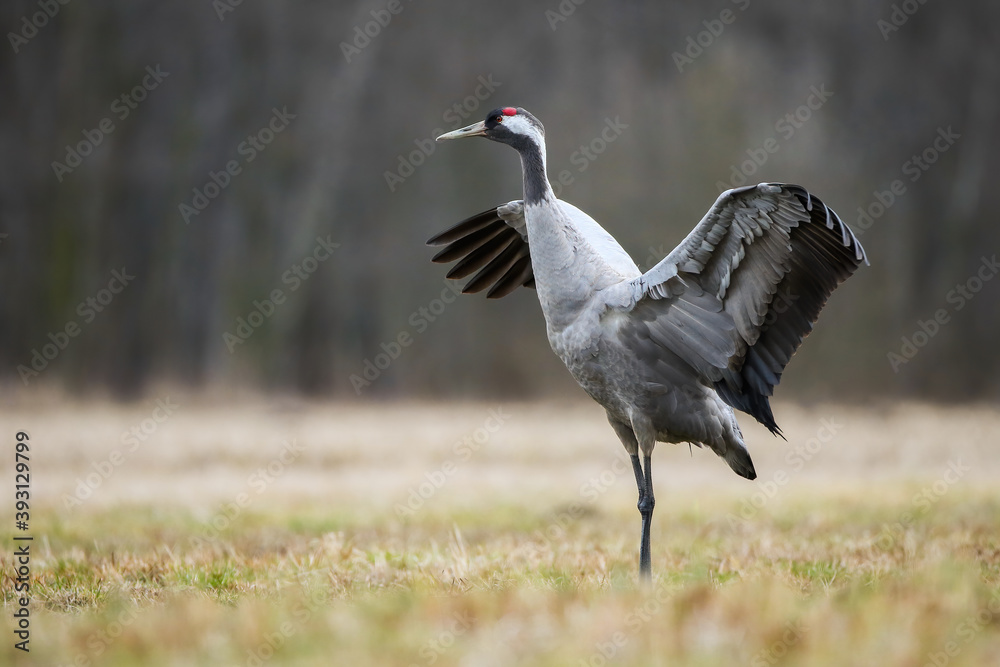 Fototapeta premium Common crane, grus grus, landing on a meadow with yellow grass in autumn nature. Wild bird with grey plumage spreading wings and dancing on hay field with blurred forest in background and copy space.