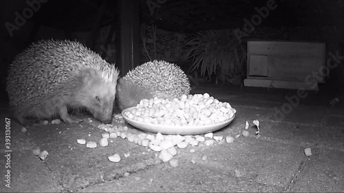 wild european hedgehog feeding cat dry food in night. infrared film.