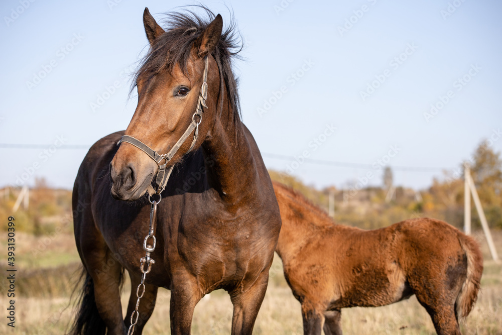 Obraz premium beautiful brown horse with its foal in a field on a sunny day