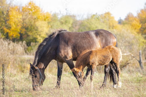 beautiful brown horse grazes in the meadow with its foal on a sunny day