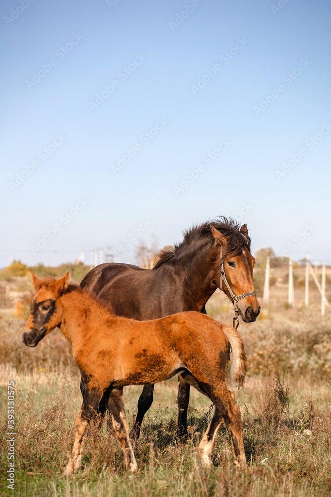 Obraz premium horse with a small brown foal in an autumn field