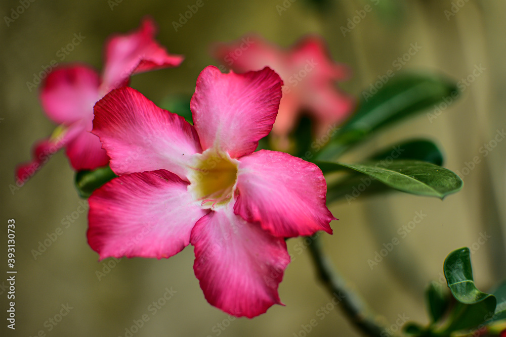 Kalachuchi is also known as Plumeria rubra Kalachuchi is also known as Plumeria rubra