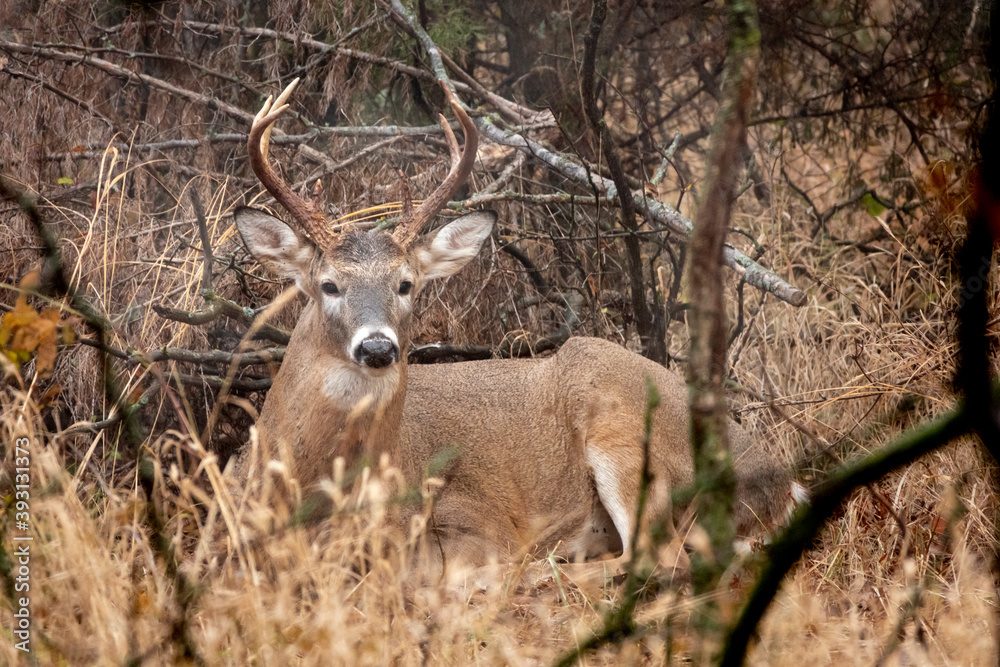 I caught this White Tail Buck still bedded down early on a foggy morning in Central Kansas.