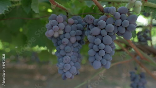 Wallpaper Mural Bunches of black grapes close up. Slow motion Torontodigital.ca