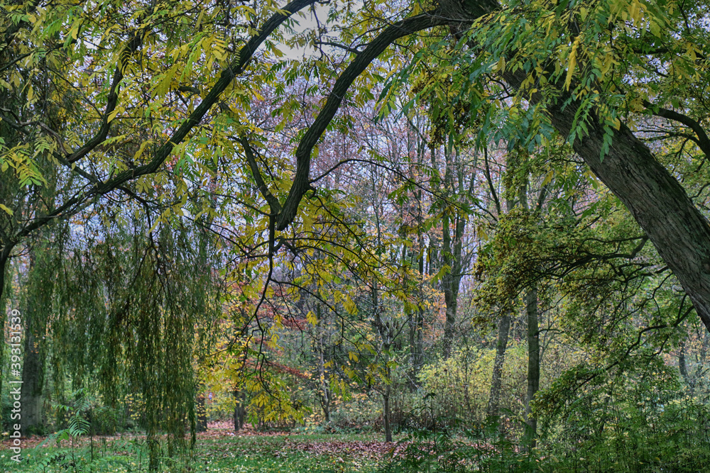 Munich Englischer Garten in autumn,beautiful park in the heart of the city to take a stroll in the nature Munich Englischer Garten in autumn,beautiful park in the heart of the city to take a stroll in the nature