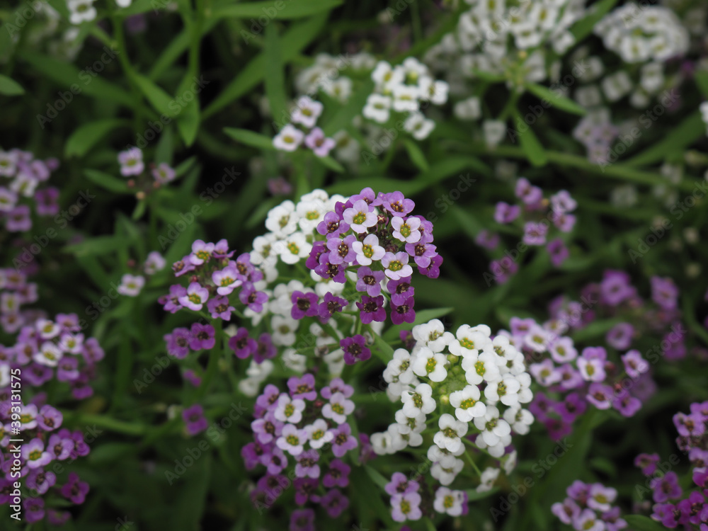 Beautiful Alyssum flower in garden with green background. Closeup of white and purple Alyssum in summer. Beautiful Alyssum flower in garden with green background. Closeup of white and purple Alyssum in summer.