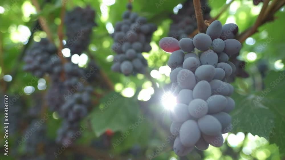 The sun's rays shine through the bunches of black grapes. Slow motion The sun's rays shine through the bunches of black grapes. Slow motion