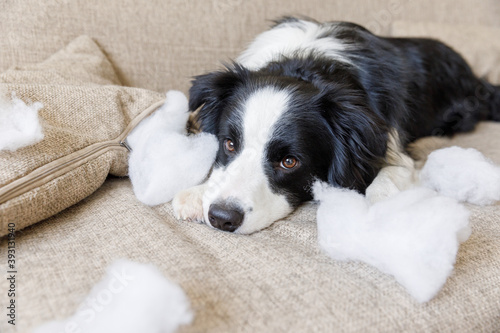 Naughty playful puppy dog border collie after mischief biting pillow lying on couch at home. Guilty dog and destroyed living room. Damage messy home and puppy with funny guilty look. © Юлия Завалишина