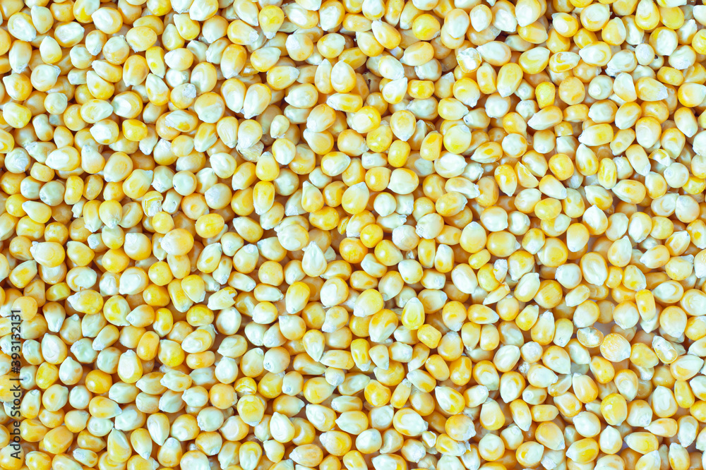 Image flat lay pile pattern corn kernrls is a grains agriculture nutritious food can be used as background image. Image flat lay pile pattern corn kernrls is a grains agriculture nutritious food can be used as background image.