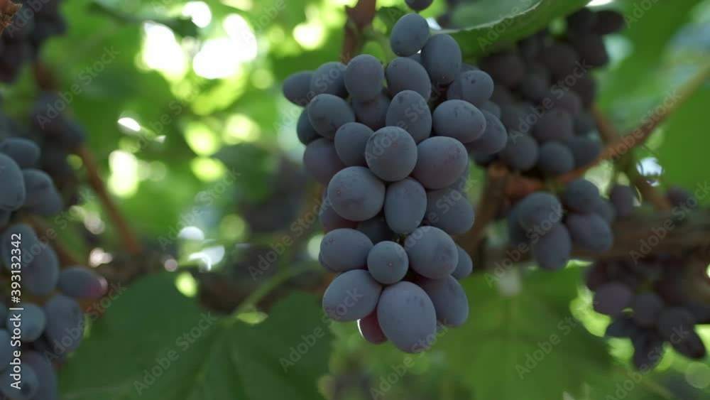Bunches of black grapes close up. Slow motion Bunches of black grapes close up. Slow motion