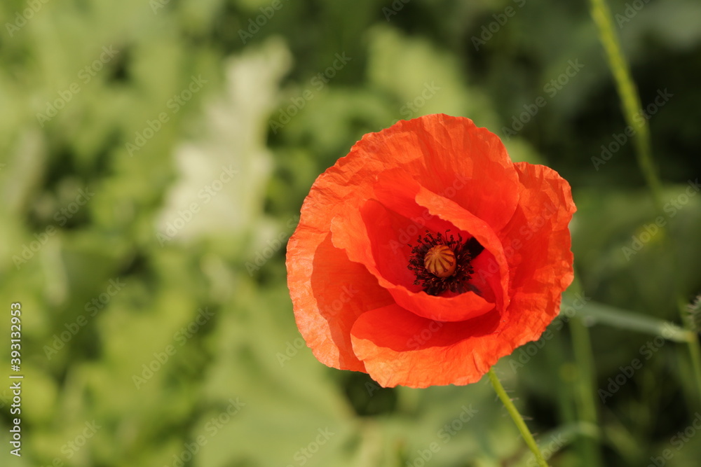 Beautiful flowers of a field poppy among ripening grain
Beautiful flowers of a field poppy among ripening grain