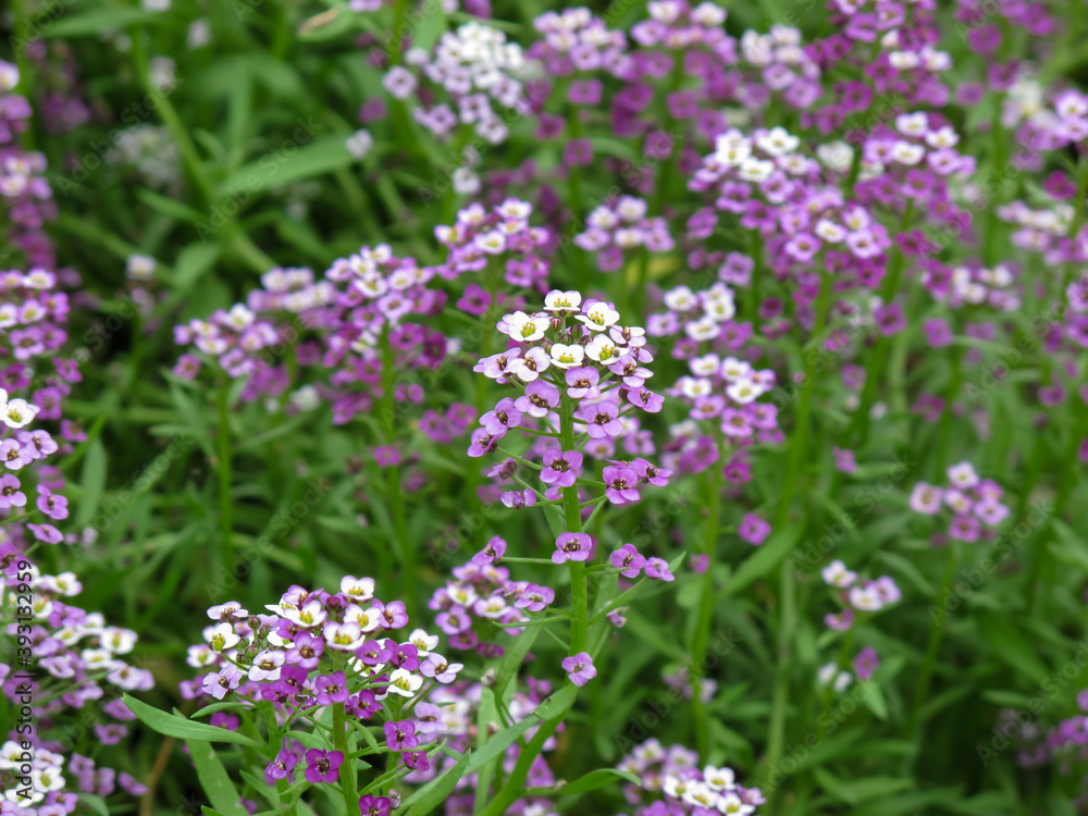 Close up of Lobularia maritima or Alyssum maritimum plant with purple flower in summer day. Close up of Lobularia maritima or Alyssum maritimum plant with purple flower in summer day.
