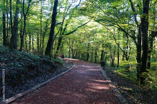 View of autumn in Belgrad Forest in Istanbul, Turkey. photo