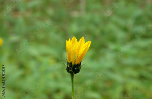 Chamomile flower bud with blurred background. Close up of Chamomile flower bud in summer day.