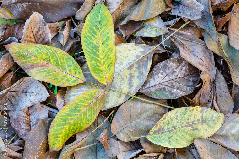 Walnut leaves on the ground during the fall. Juglans regia. Walnut leaves on the ground during the fall. Juglans regia.