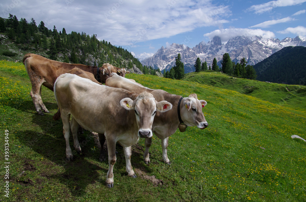 А herd of beautiful cows perch on alpine meadows