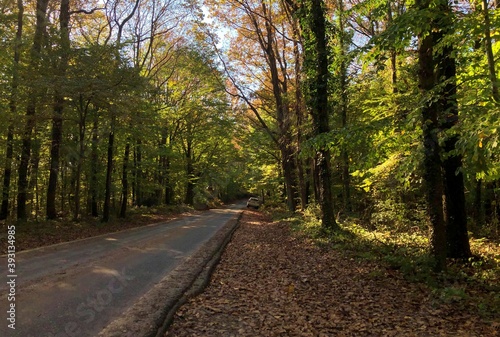 View of autumn in Belgrad Forest in Istanbul, Turkey.