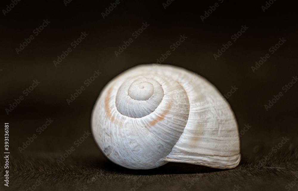 seashell on black background seashell on black background