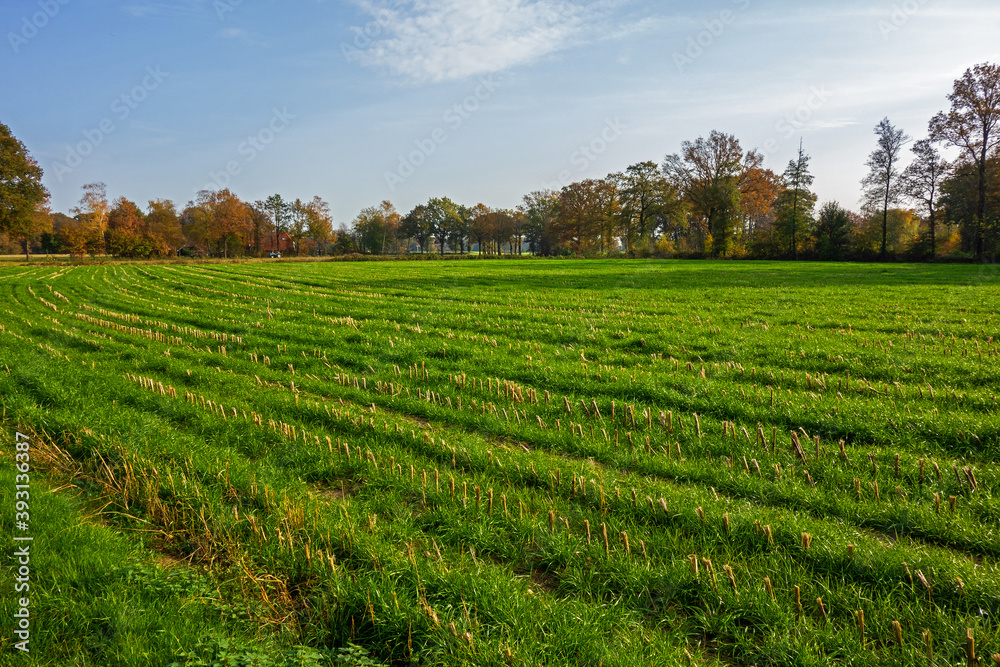 Fototapeta premium Rural landscape in autumn colors near Winterswijk, Netherlands 
