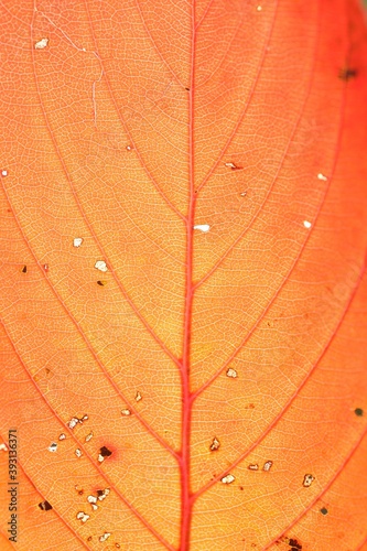 Macro texture of autumn maple leaf through sunlight