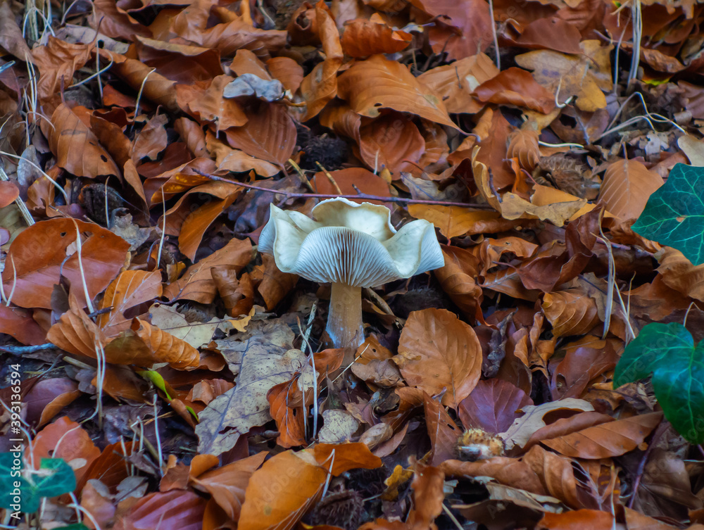 Close up of Aniseed funnel fungus (Clitocybe odora)
