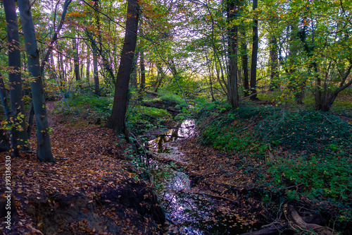 Forest view with a brook in autumn colors 