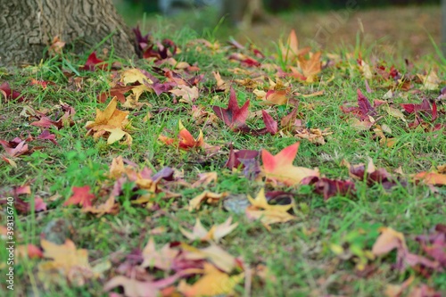 Fallen Autumn leaves on grass floor