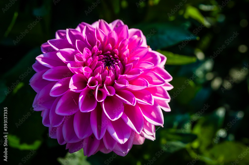 Colourful blossom of a dahlia in the garden of a German park Colourful blossom of a dahlia in the garden of a German park