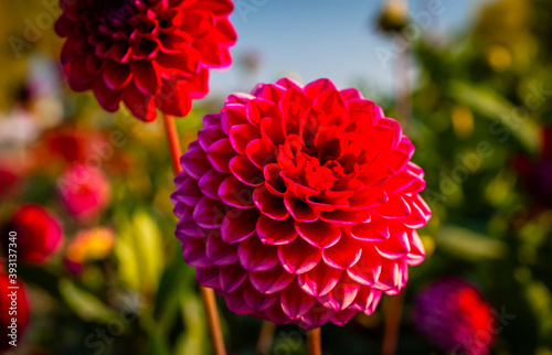 Colourful blossom of a dahlia in the garden of a German park