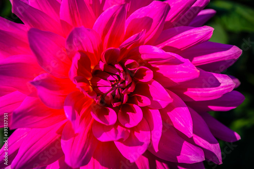 Colourful blossom of a dahlia in the garden of a German park © hardyuno