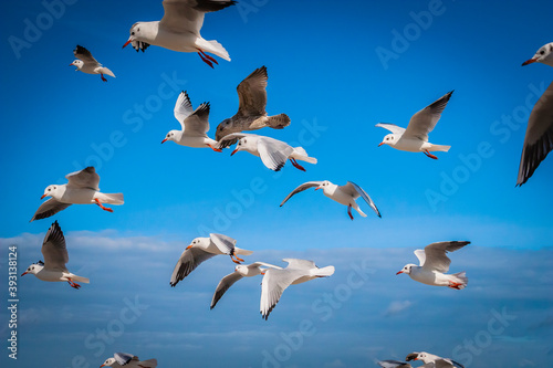 Flying seagulls at a beach at the Baltic Sea, Germany