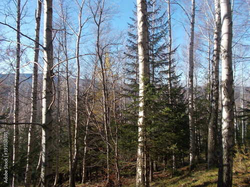 Fototapeta Naklejka Na Ścianę i Meble -  Zamek w Świnie
