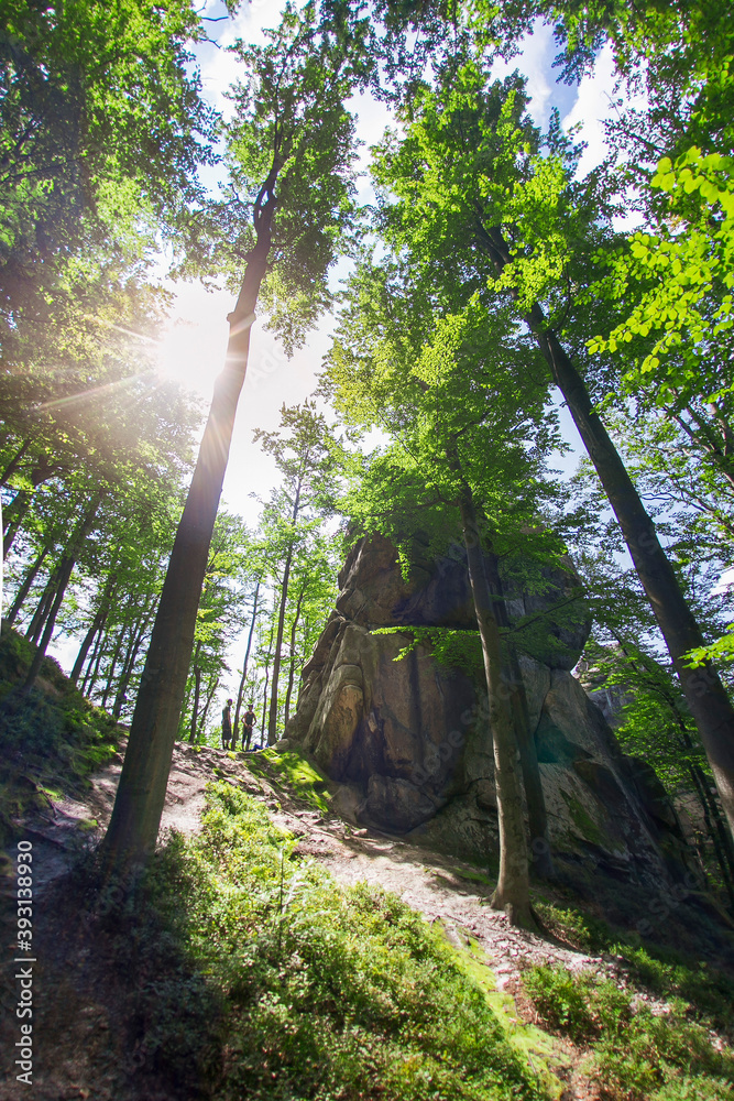 Beech forest. Rock in the beech Carpathian forest. The sun's rays in the beech forest break through the leaves and illuminate a large rock.