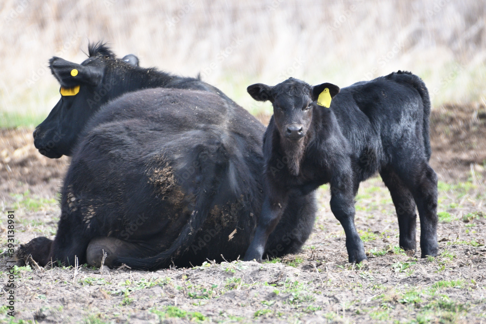 Fototapeta premium Angus Cow and Calf