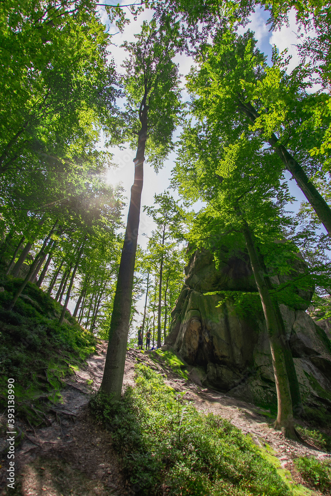 Beech forest. Rock in the beech Carpathian forest. The sun's rays in the beech forest break through the leaves and illuminate a large rock. Beech forest. Rock in the beech Carpathian forest. The sun's rays in the beech forest break through the leaves and illuminate a large rock.