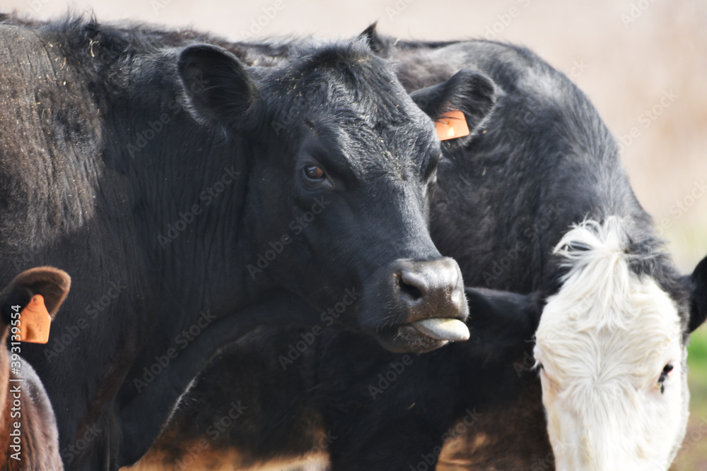 Fototapeta premium Cow Sticking Out Tongue