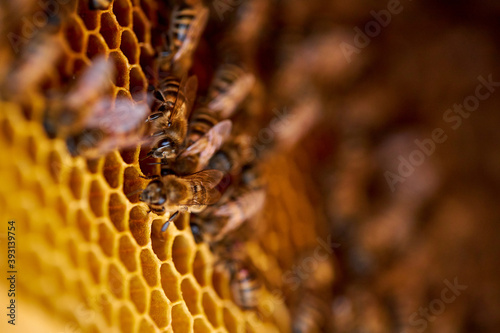 close-up photo of bees family on a cell with larvae. bees broods, bees swarming on a honeycomb