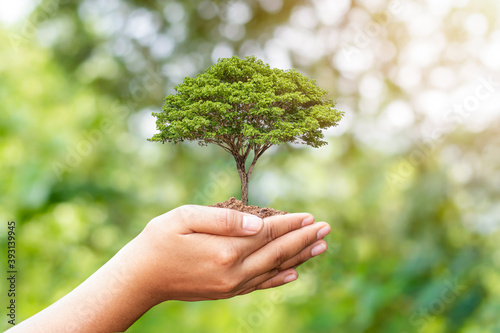 Hand holding trees on blurred green nature background, replacement tree planting idea, deforestation and earth day.