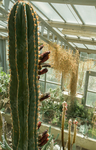 Exotic cactus. Closeup view of Neobuxbaumia polylopha giant cactus, also known as golden saguaro, beautiful green color, thorns and red flower buds, growing in the greenhouse.  photo