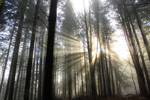 Dawn in the mountain forest