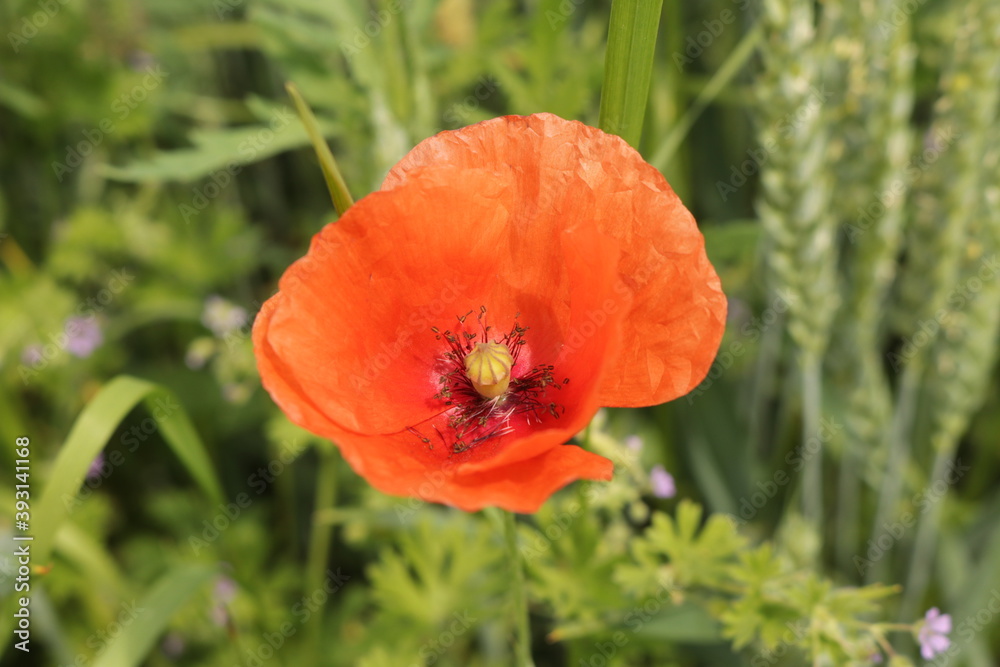 Beautiful flowers of a field poppy among ripening grain
Beautiful flowers of a field poppy among ripening grain