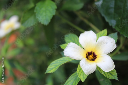 White flower with yellow center